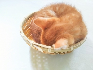 ゆりかご