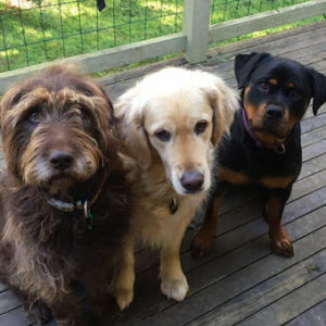 Is breed important