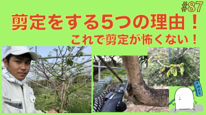 【#87】剪定をする5つの理由!なぜ枝は切らないといけないの?