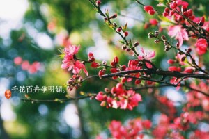 【心态】心语
