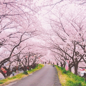 夢の中の桜