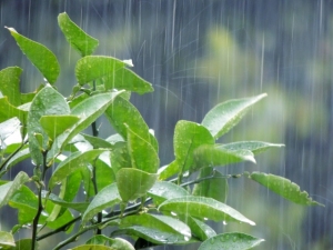 晴れ・雨