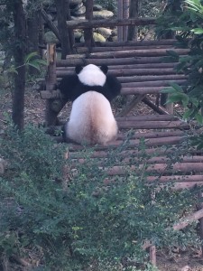 小新频道16:杨梅(12)